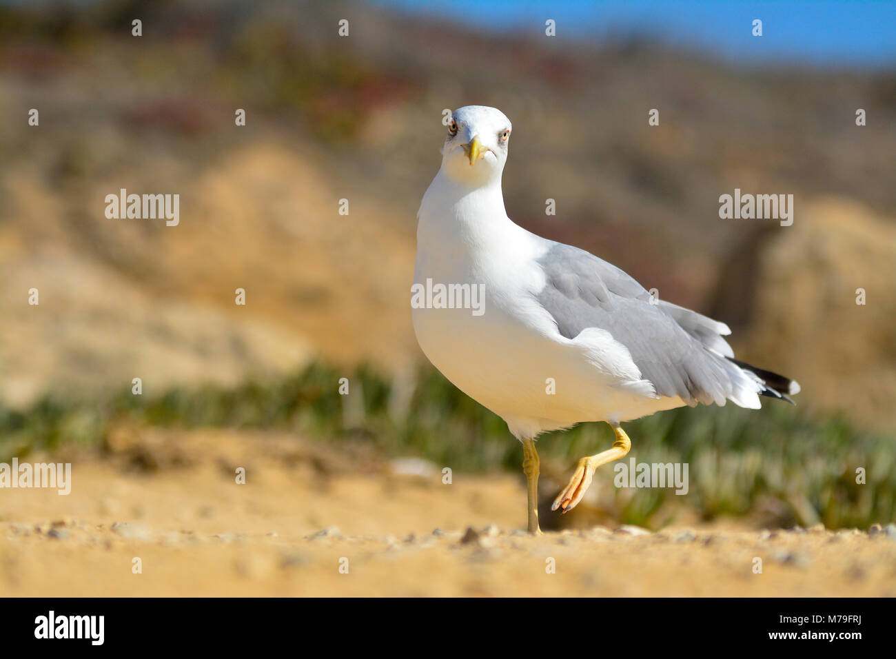 Seagull's guardare nella telecamera a Ericeira (Portogallo) Foto Stock