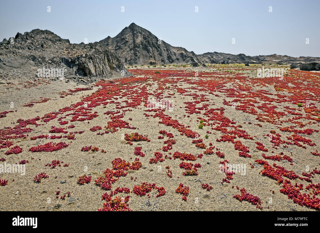 Africa Africa del sud-ovest, Namibia, Regione di Erongo, Dorob National Park, scenario, Namib, Namib Desert, riserva naturale, blossom, area costiera, succulente, Mesembryanthemum, costiera deserto, paesaggio collinare, rocce basaltiche, erosione, scarico secco, il risparmio di acqua, in tutto il paese, rosso, fiori, montagne, nessuno, tappeto erbacce, Foto Stock
