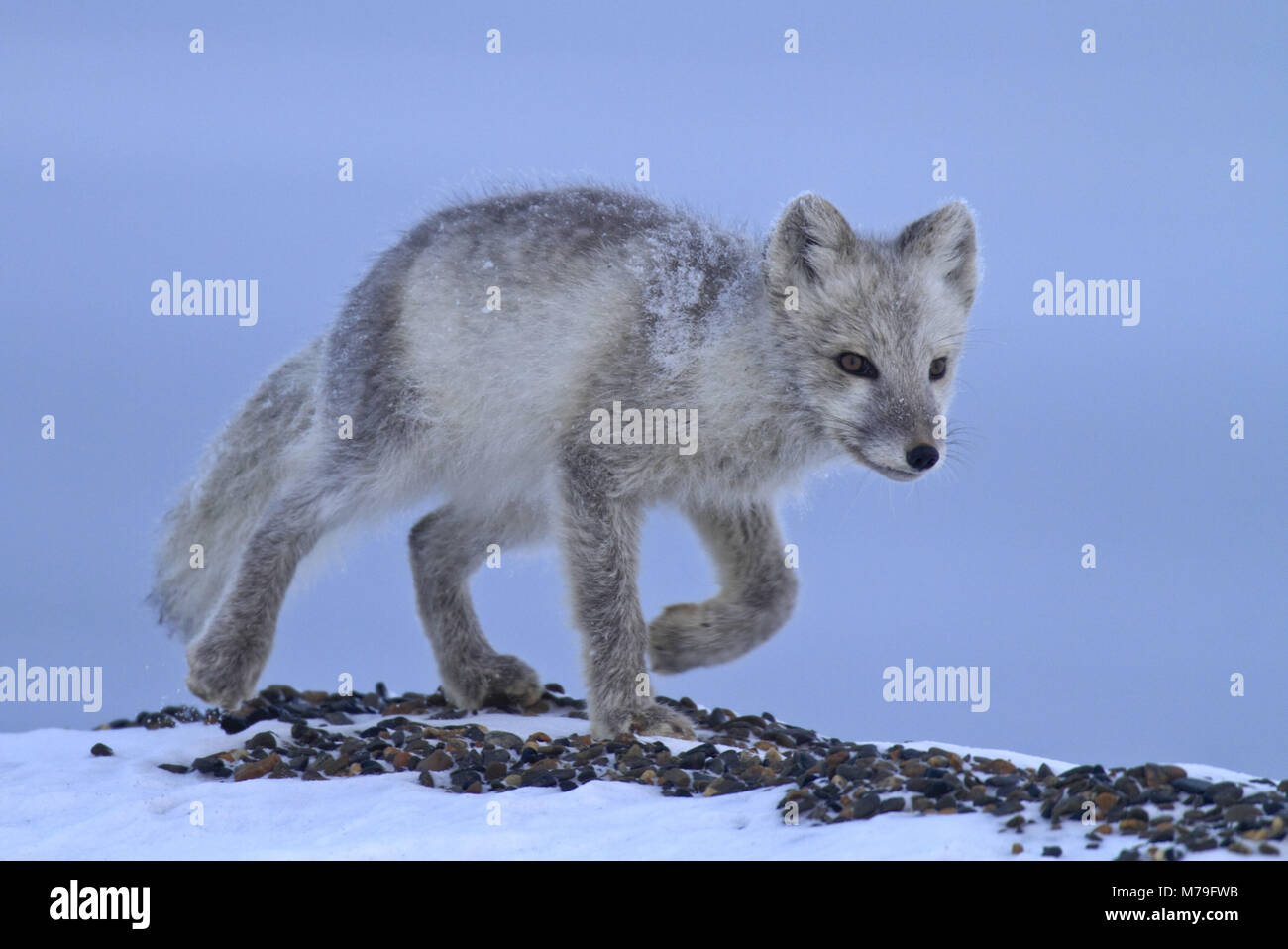 Nord America, USA, Alaska, Arctic Nationwide Wildlife Refuge, Kaktovik, volpe polare, Foto Stock