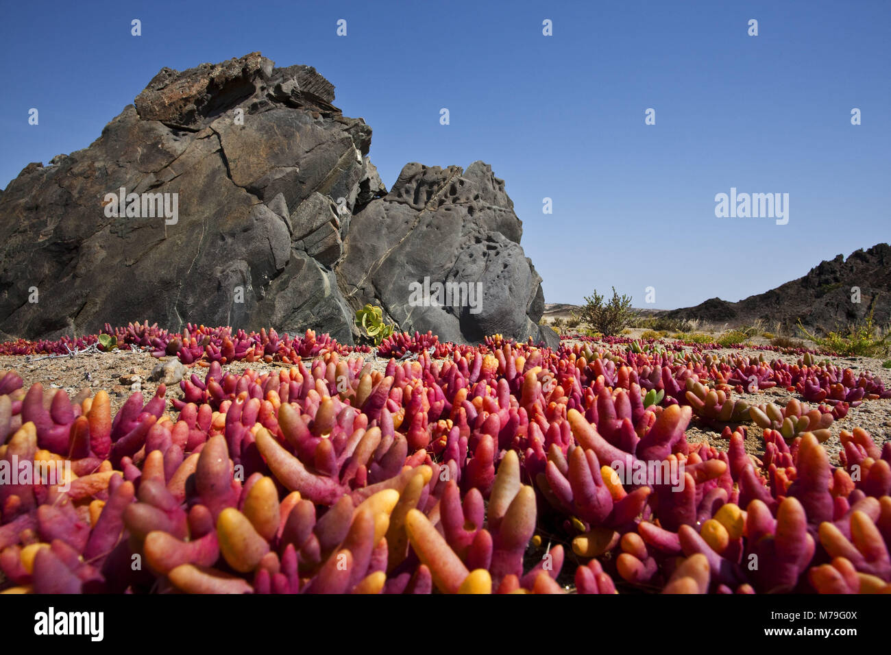 Africa Africa del sud-ovest, Namibia, Regione di Erongo, Dorob National Park, scenario, Namib, Namib Desert, riserva naturale area costiera, succulente, Mesembryanthemum, costiera deserto, paesaggio collinare, rocce basaltiche, erosione, bacino, asciutto, il risparmio di acqua, in tutto il paese, rosso, i fiori sbocciano i fiori, rocce, nessuno, cielo blu, Foto Stock