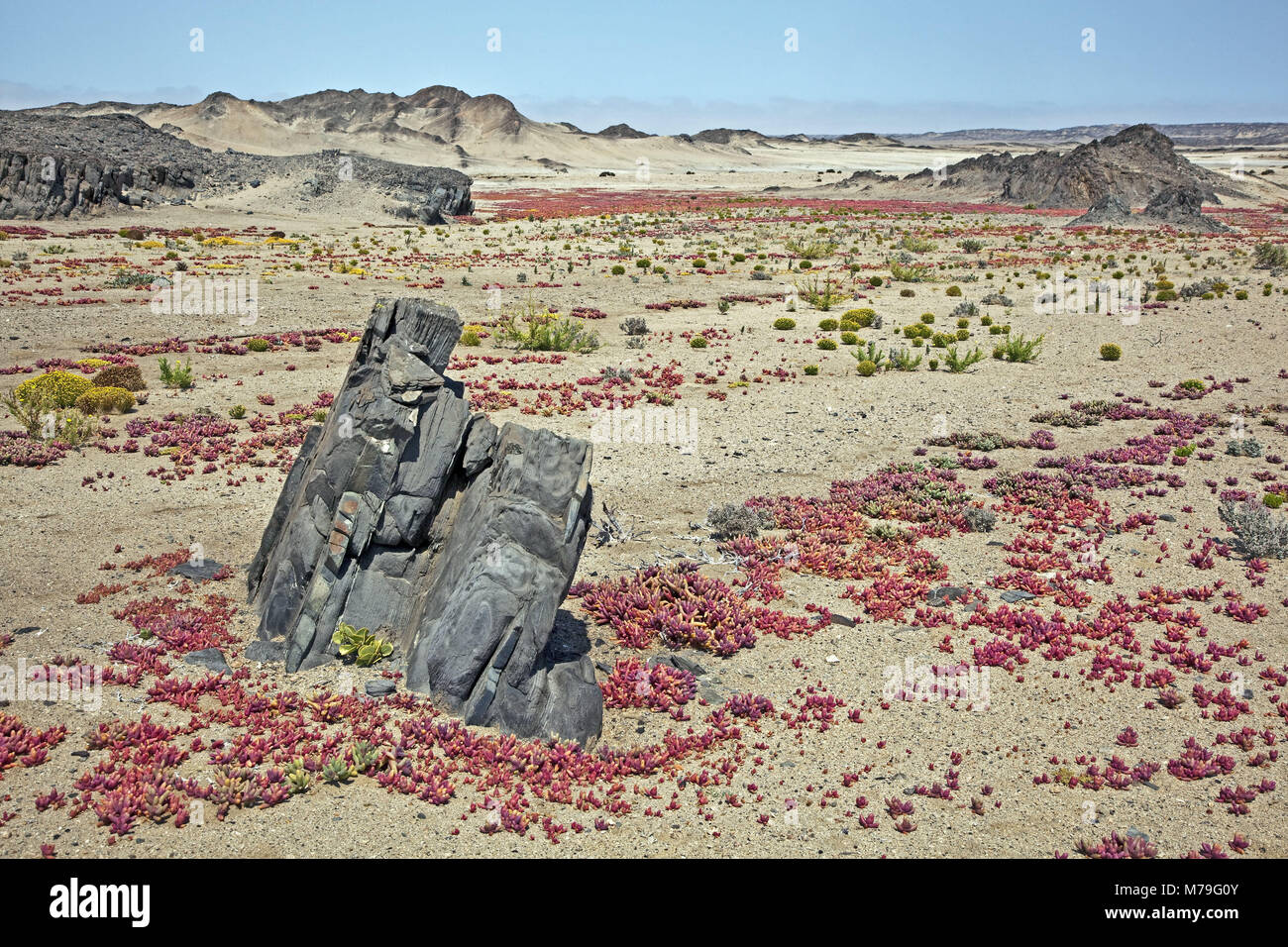 Africa Africa del sud-ovest, Namibia, Regione di Erongo, Dorob National Park, scenario, Namib, Namib Desert, riserva naturale area costiera, succulente, Mesembryanthemum, costiera deserto, paesaggio collinare, rocce basaltiche, erosione, scarico secco, il risparmio di acqua, in tutto il paese, rosso, i fiori sbocciano i fiori, montagne, nessuno, Foto Stock