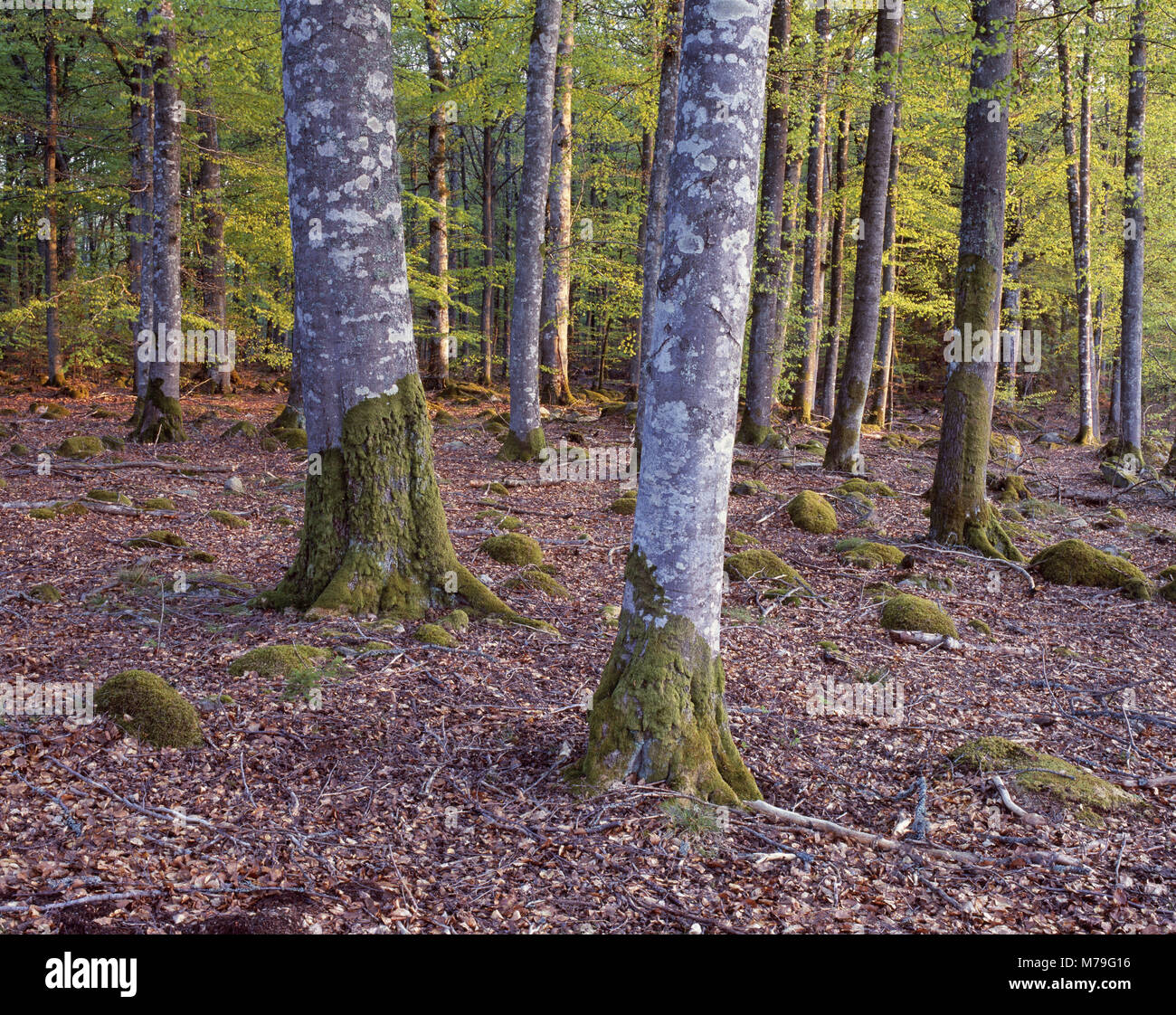 La Svezia, Smaland, Bjurkärr, suolo forestale, foresta di faggio, legno, alberi, faggi, stagione primavera, tronchi, foglie, pavimento, Foto Stock