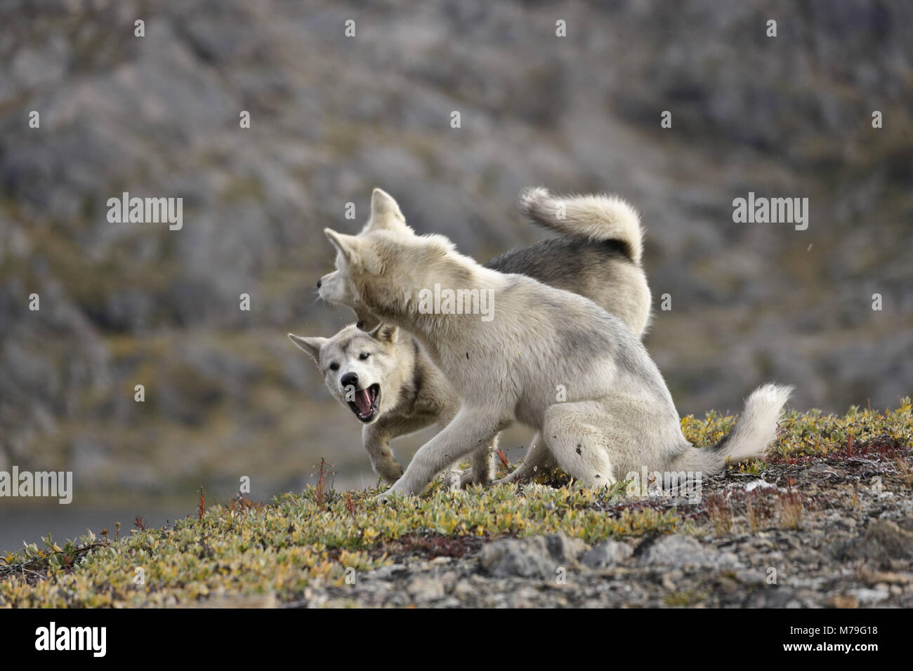 La Groenlandia, est della Groenlandia, area di Ammassalik, Tasiilaq, cani da slitta, Foto Stock