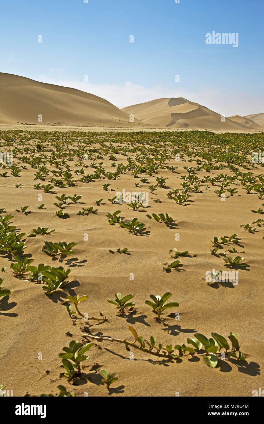 Africa, Namibia, deserto Namib Desert, Regione di Erongo, area di dune, scenario, deserto, dune, sabbia, dune ridge, dune crest, spigolo, dune mare, erosione erosione di vento, formata da vento, pittoresco, impressionante, livello di sabbia, crescita, capperi pianta, pesci balena-Swakopmund, Foto Stock