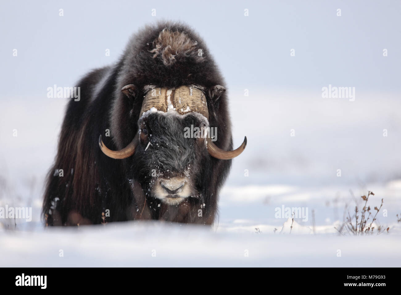 Nord America, USA, Alaska, Nord Alaska, versante Nord, muschio ox, Ovibos moschatus, Foto Stock