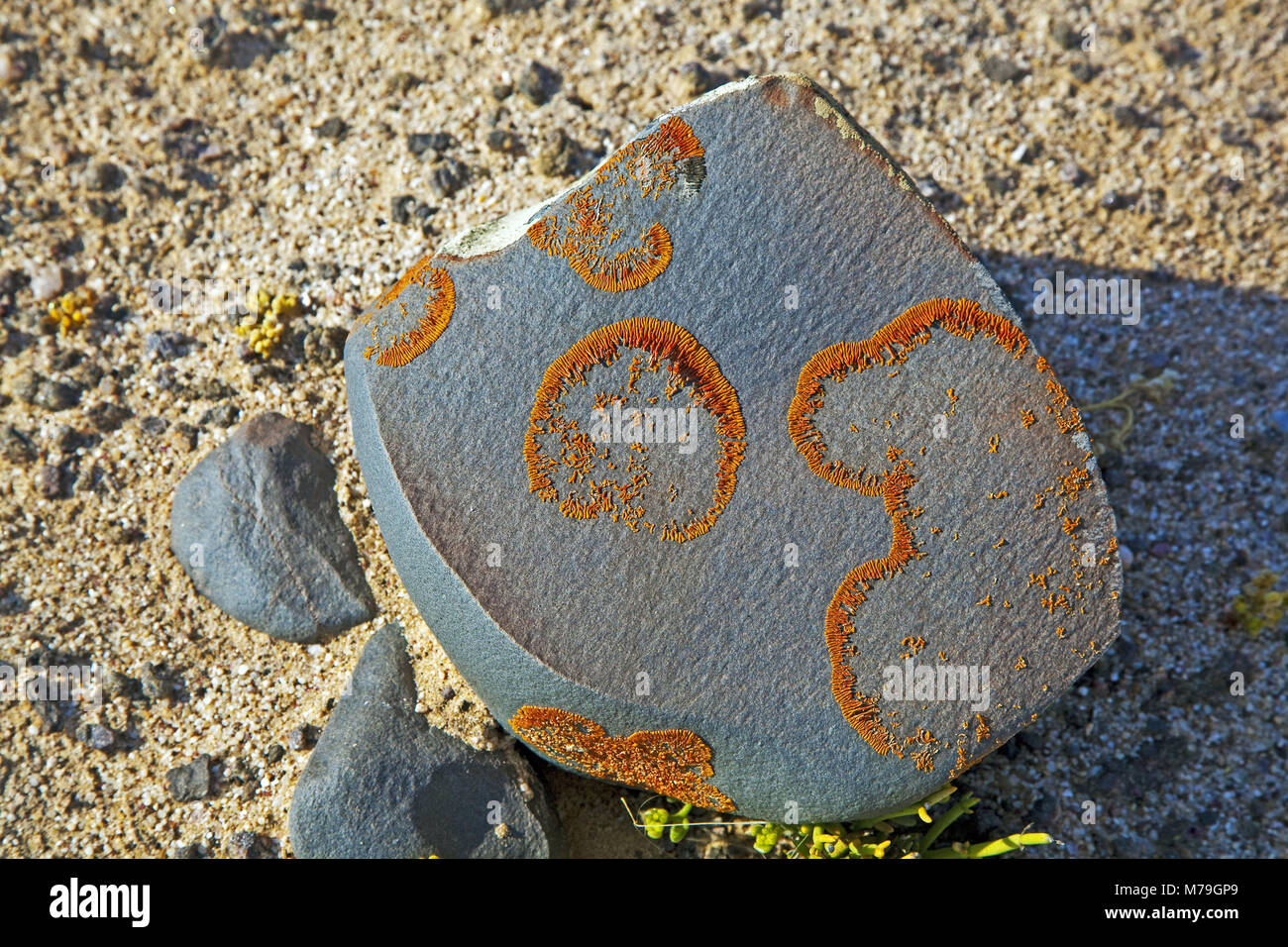 Africa Africa del sud-ovest, Namibia, Regione di Erongo, Namib, Namib Desert, riserva naturale di pietra di basalto, lichen, Foto Stock