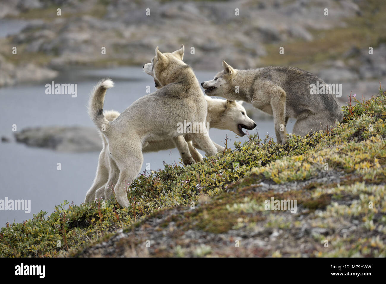 La Groenlandia, est della Groenlandia, area di Ammassalik, Tasiilaq, cani da slitta, Foto Stock