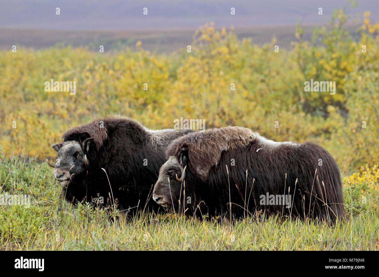 Nord America, USA, Alaska, versante Nord, muschio ox, Ovibos moschatus, Foto Stock