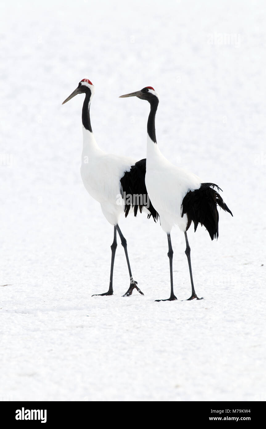 Gru giapponese, rosso-crowned crane (Grus japonensis), giovane, Giappone Foto Stock
