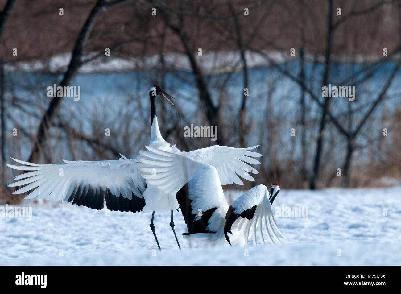 Gru giapponese, rosso-crowned crane (Grus japonensis), Dancing, Giappone Foto Stock