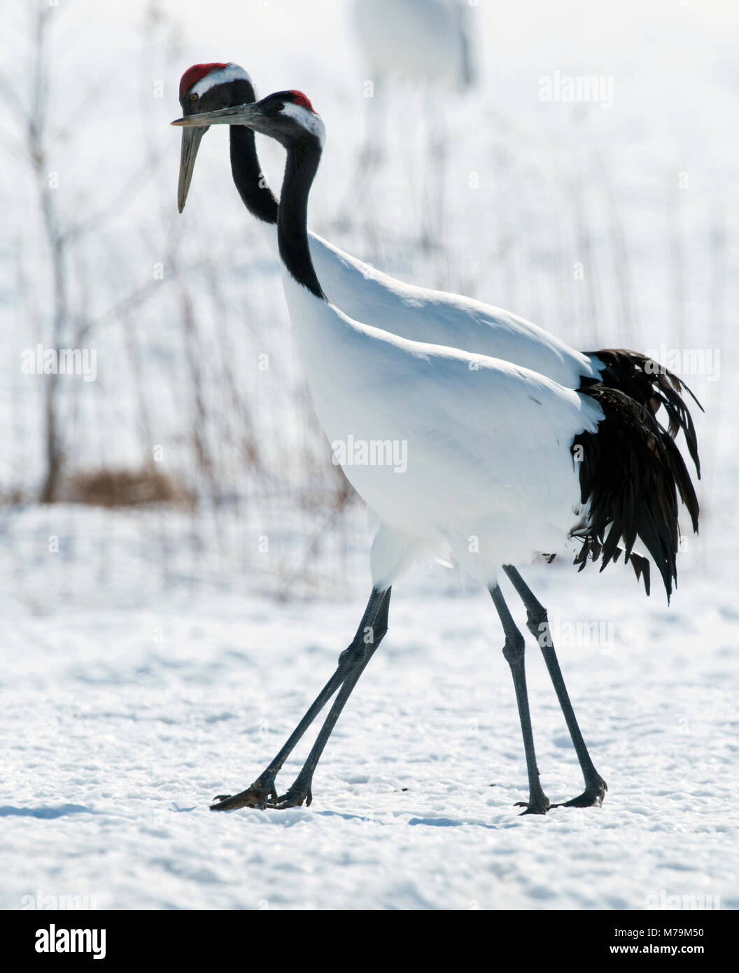 Gru giapponese, rosso-crowned crane (Grus japonensis), giovane, Giappone Foto Stock