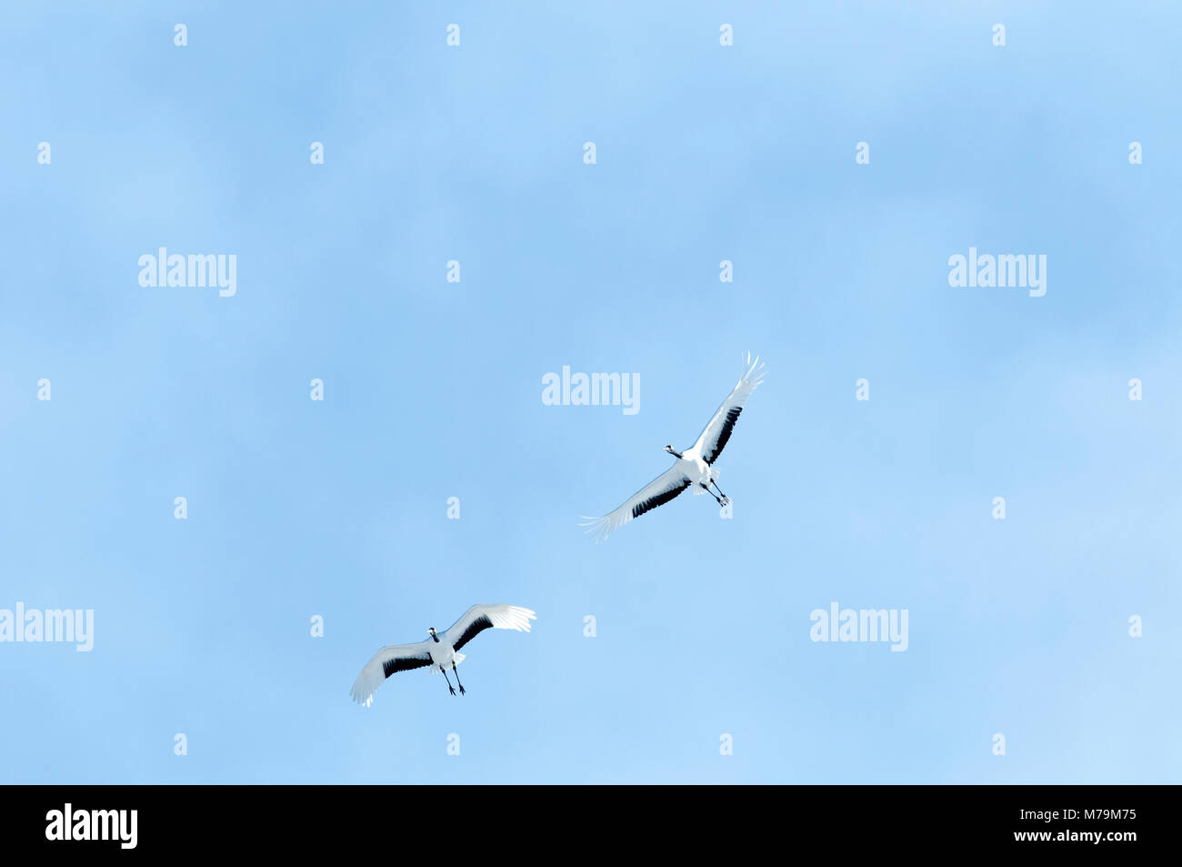 Gru giapponese, rosso-crowned crane (Grus japonensis), volare, Giappone Foto Stock