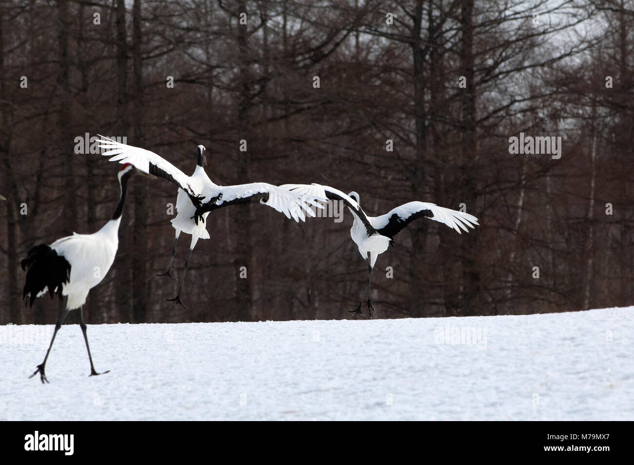 Gru giapponese, rosso-crowned crane (Grus japonensis) giovane sbarco, Giappone Foto Stock