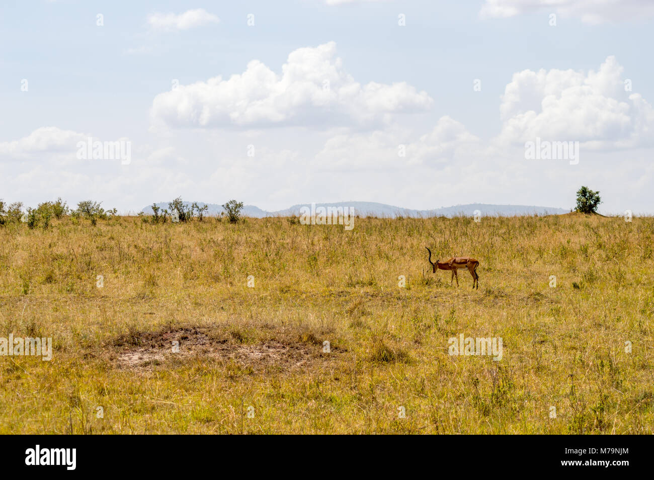 Impala pascolano in Masai Mara Park nel nord ovest del Kenya Foto Stock