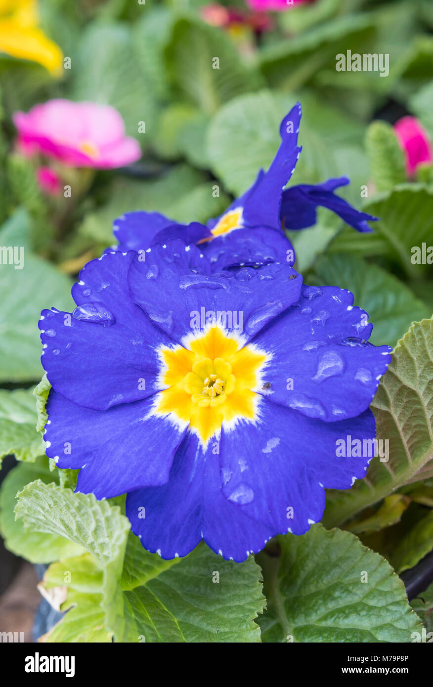 Primula comune (Primula vulgaris, Primula acaulis) closeup in viola/blu in crescita in primavera nel Regno Unito. Ritratto. Foto Stock