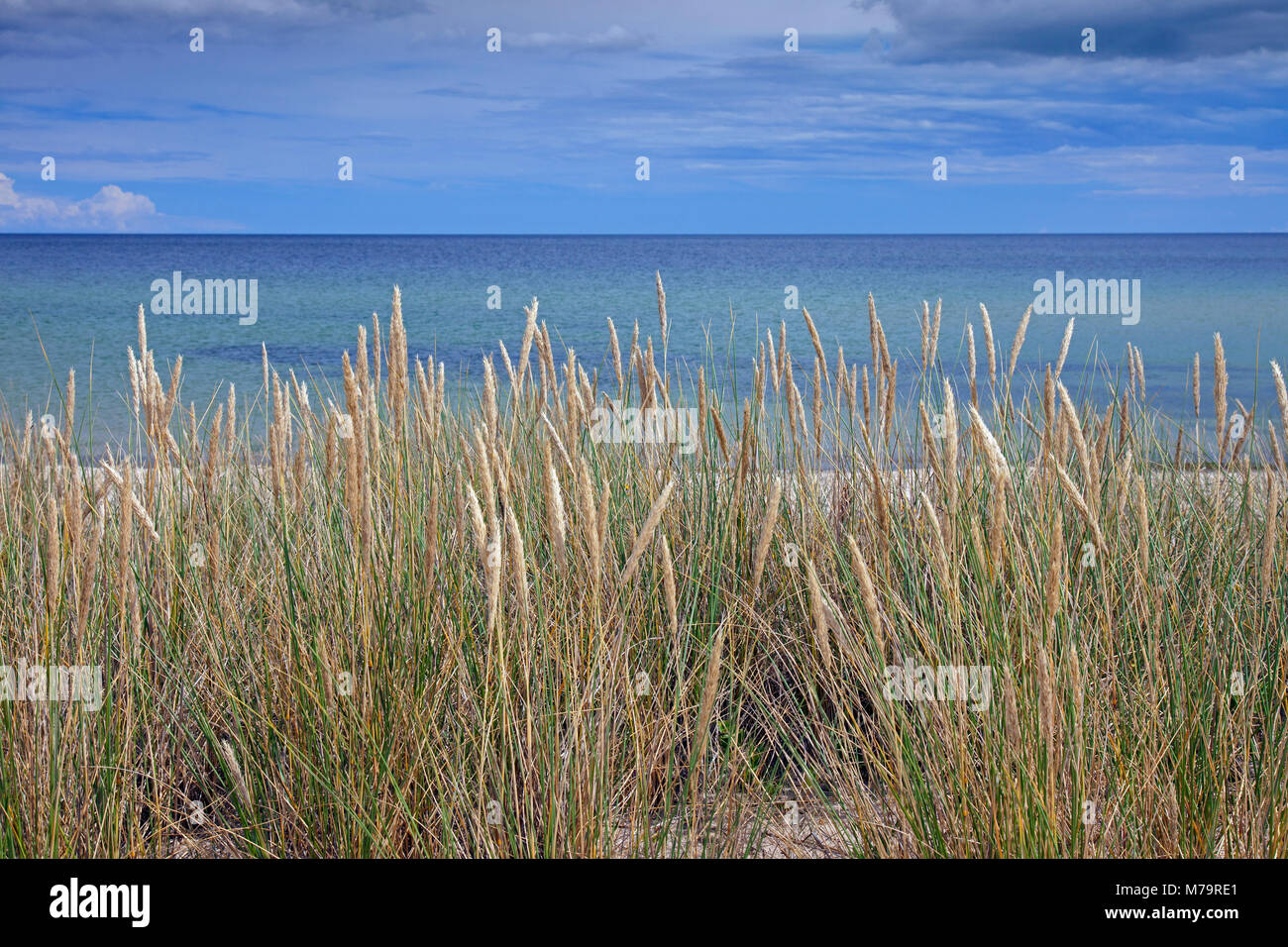 Marram grass (Ammophila arenaria) nelle dune lungo il Mar Baltico, Havaeng / Haväng, Skane / Scania in Svezia Foto Stock