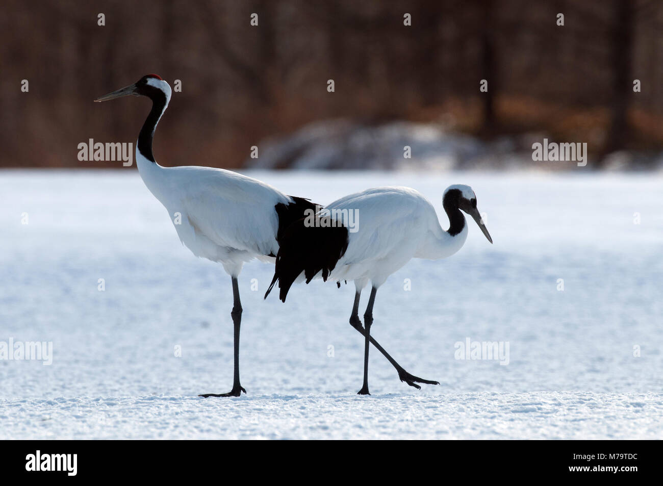 Gru giapponese, rosso-crowned crane (Grus japonensis) giovane, Giappone Foto Stock