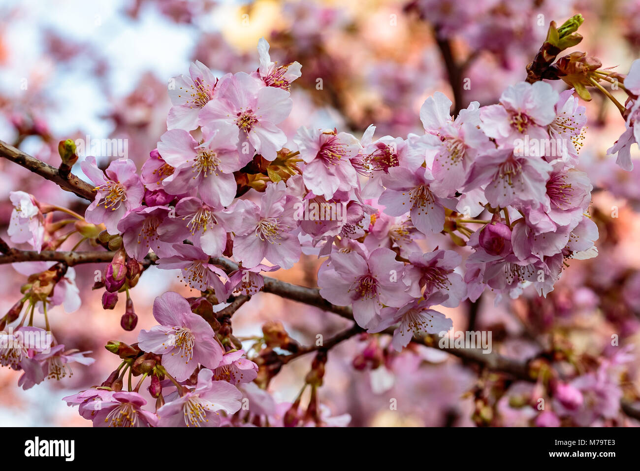 Rosa luminoso fiori di susina riempire gli alberi a fine febbraio in  Giappone. Le susine sono uno dei primi alberi da frutto a fiorire in  Giappone, segnalazione prossimi spr Foto stock -