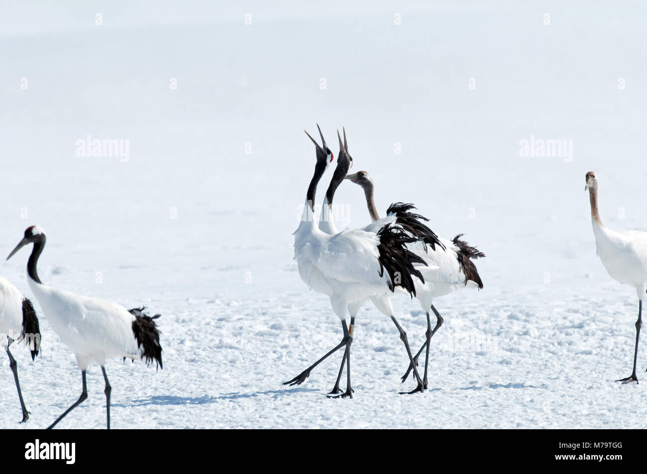 Gru giapponese, rosso-crowned crane (Grus japonensis) giovane e youngs, Giappone Foto Stock