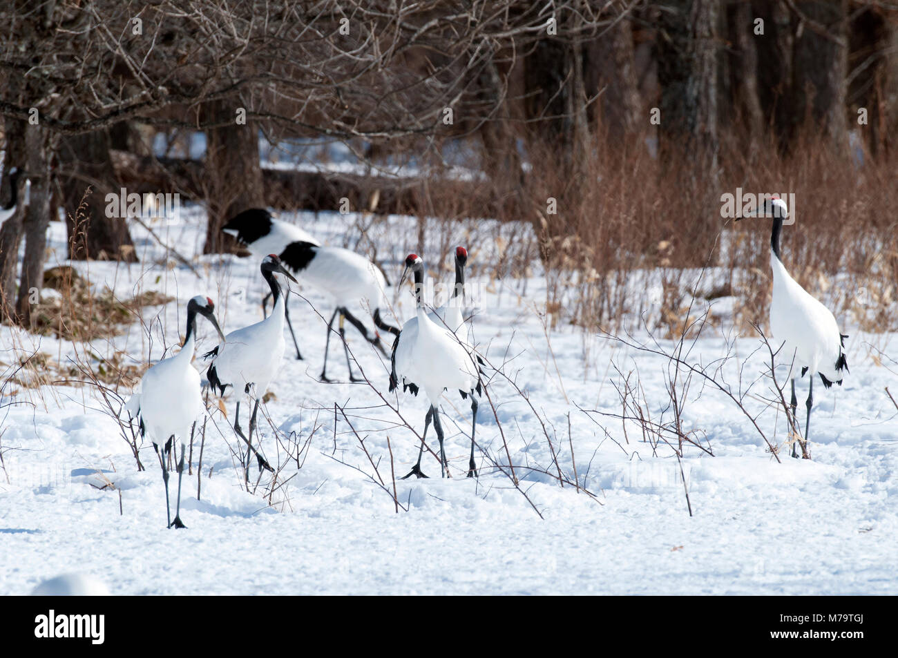 Gru giapponese, rosso-crowned crane (Grus japonensis), Giappone Foto Stock
