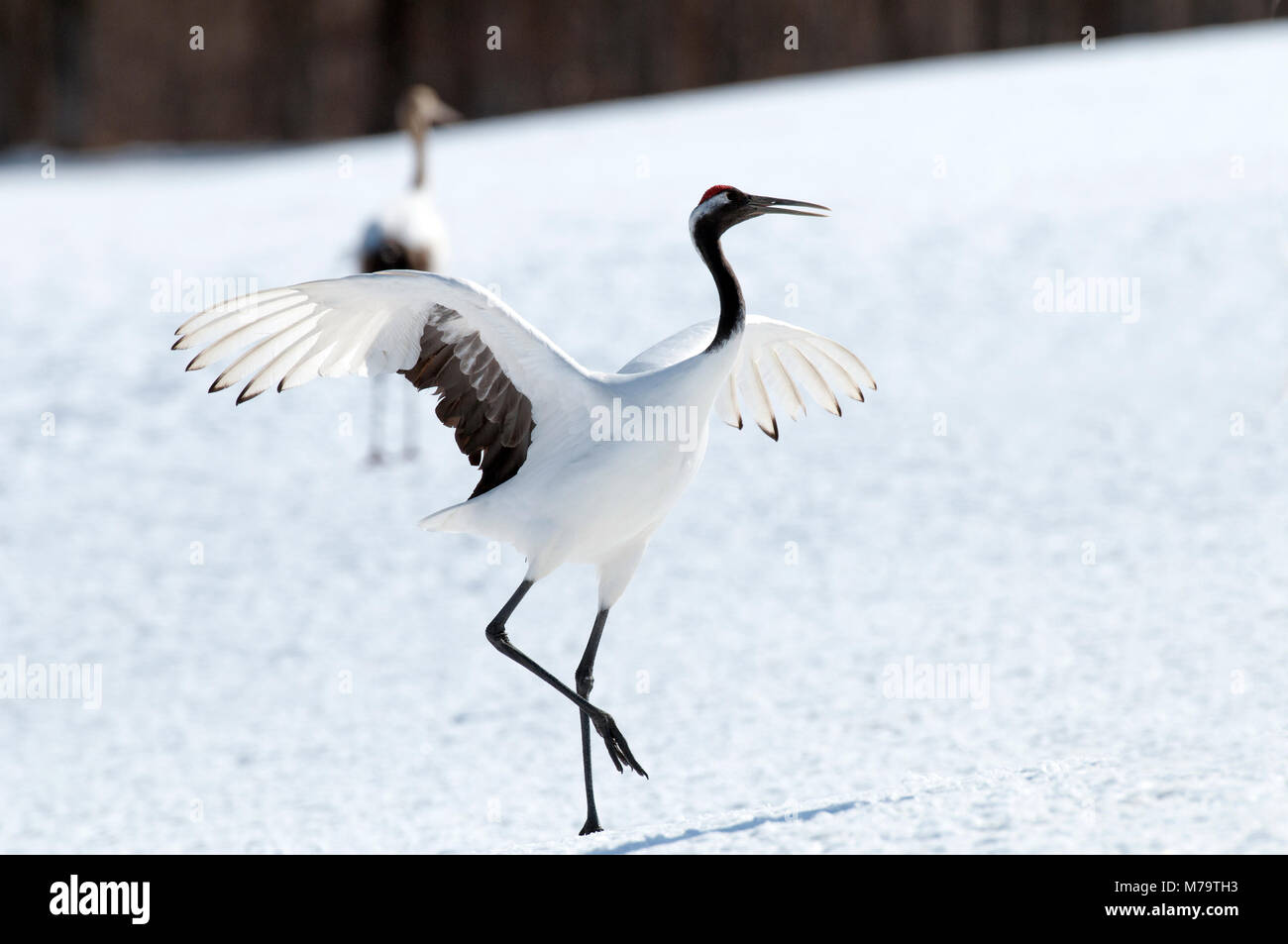 Gru giapponese, rosso-crowned crane (Grus japonensis) dancing, Giappone Foto Stock