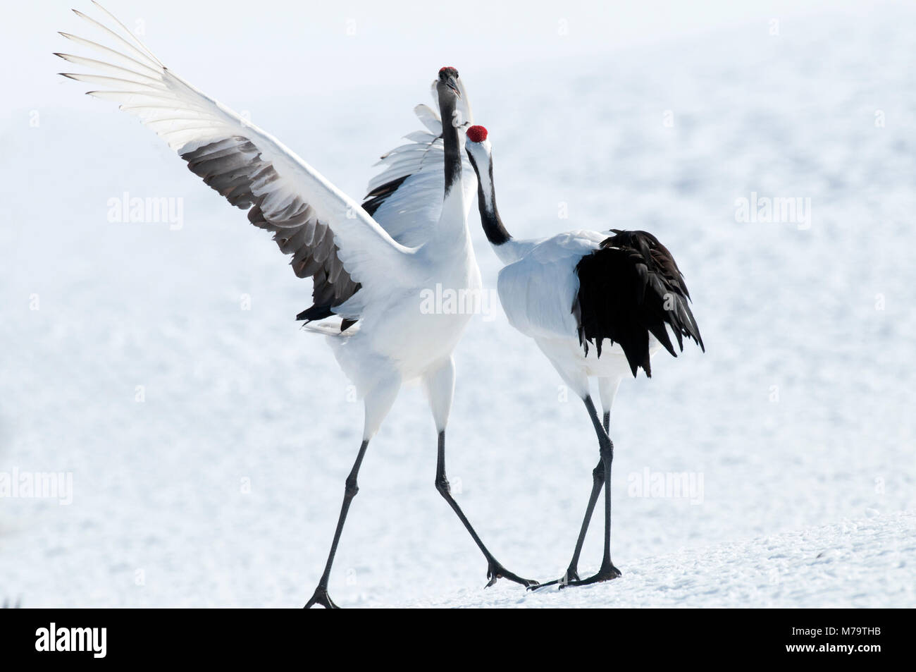 Gru giapponese, rosso-crowned crane (Grus japonensis) coppia danzante, Giappone Foto Stock