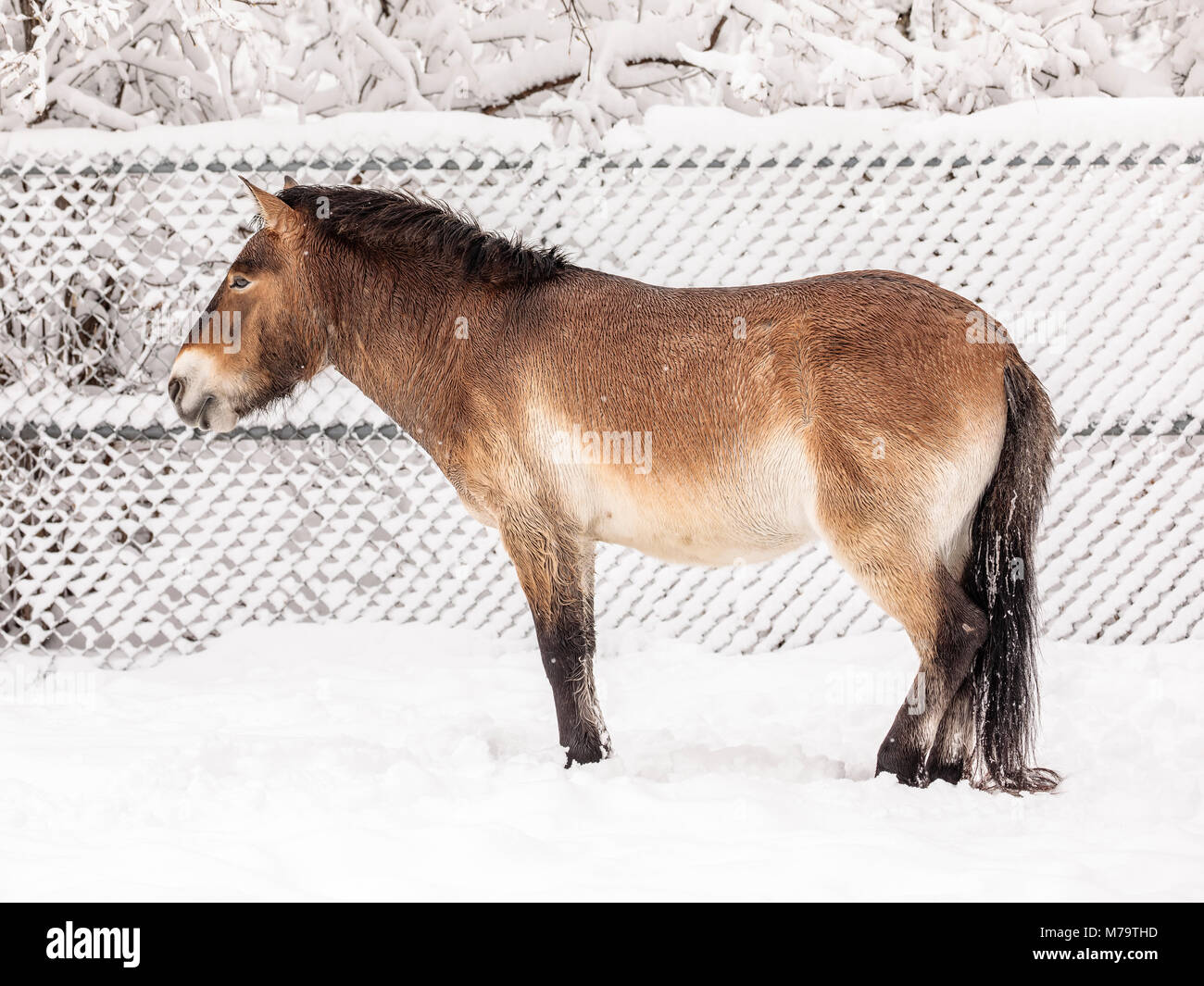 Un cavallo di Przewalski o Dzungarian, Equus ferus przewalskii, una rara in via di estinzione Wild Horse, Assiniboine Park Zoo, Winnipeg, Manitoba, Canada. Foto Stock