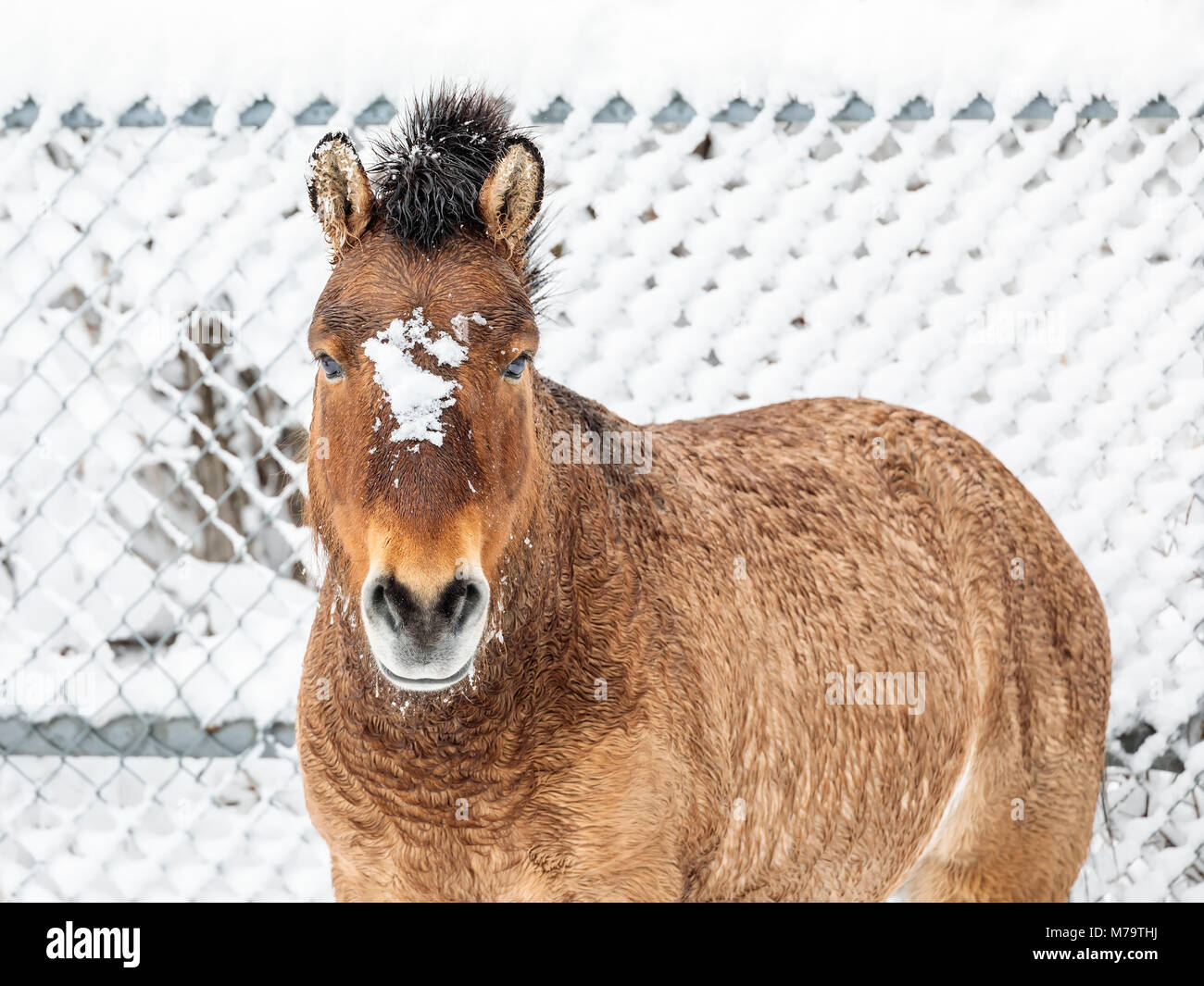 Un cavallo di Przewalski o Dzungarian, Equus ferus przewalskii, una rara in via di estinzione Wild Horse, Assiniboine Park Zoo, Winnipeg, Manitoba, Canada. Foto Stock