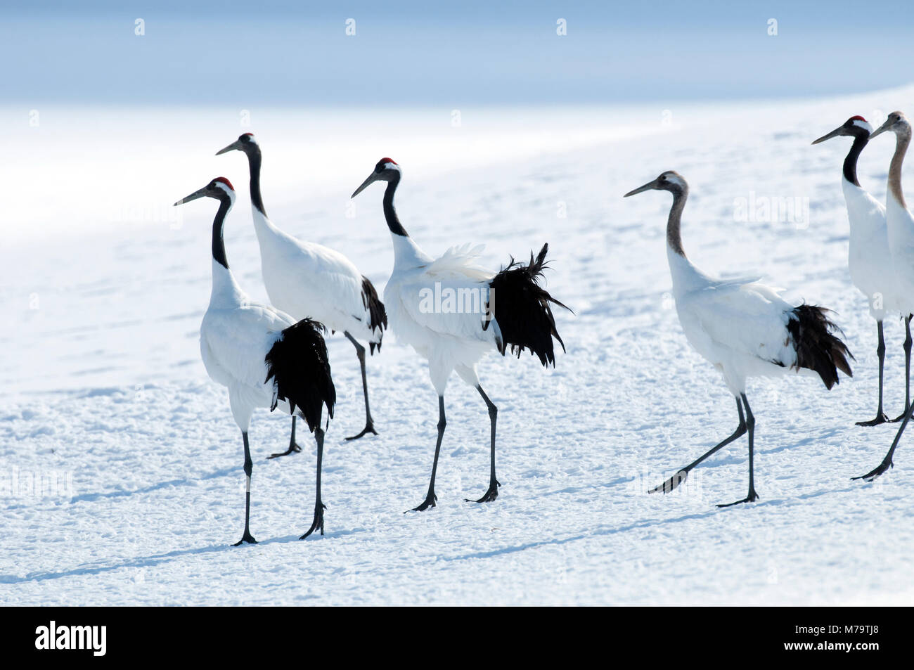 Gru giapponese, rosso-crowned crane (Grus japonensis) gruppo, Giappone Foto Stock