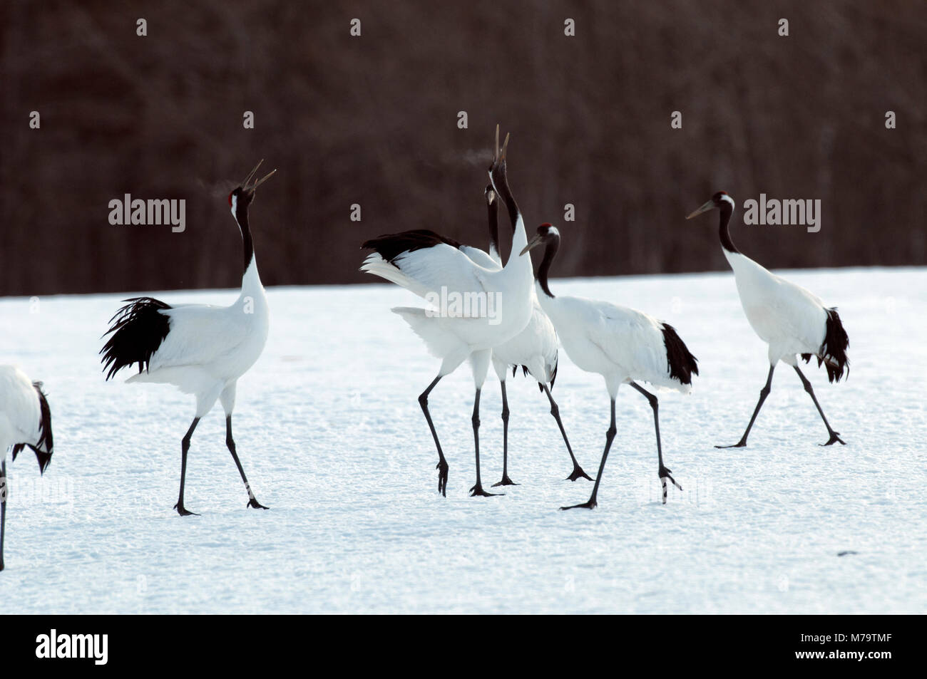 Gru giapponese, rosso-crowned crane (Grus japonensis) gruppo, Giappone Foto Stock
