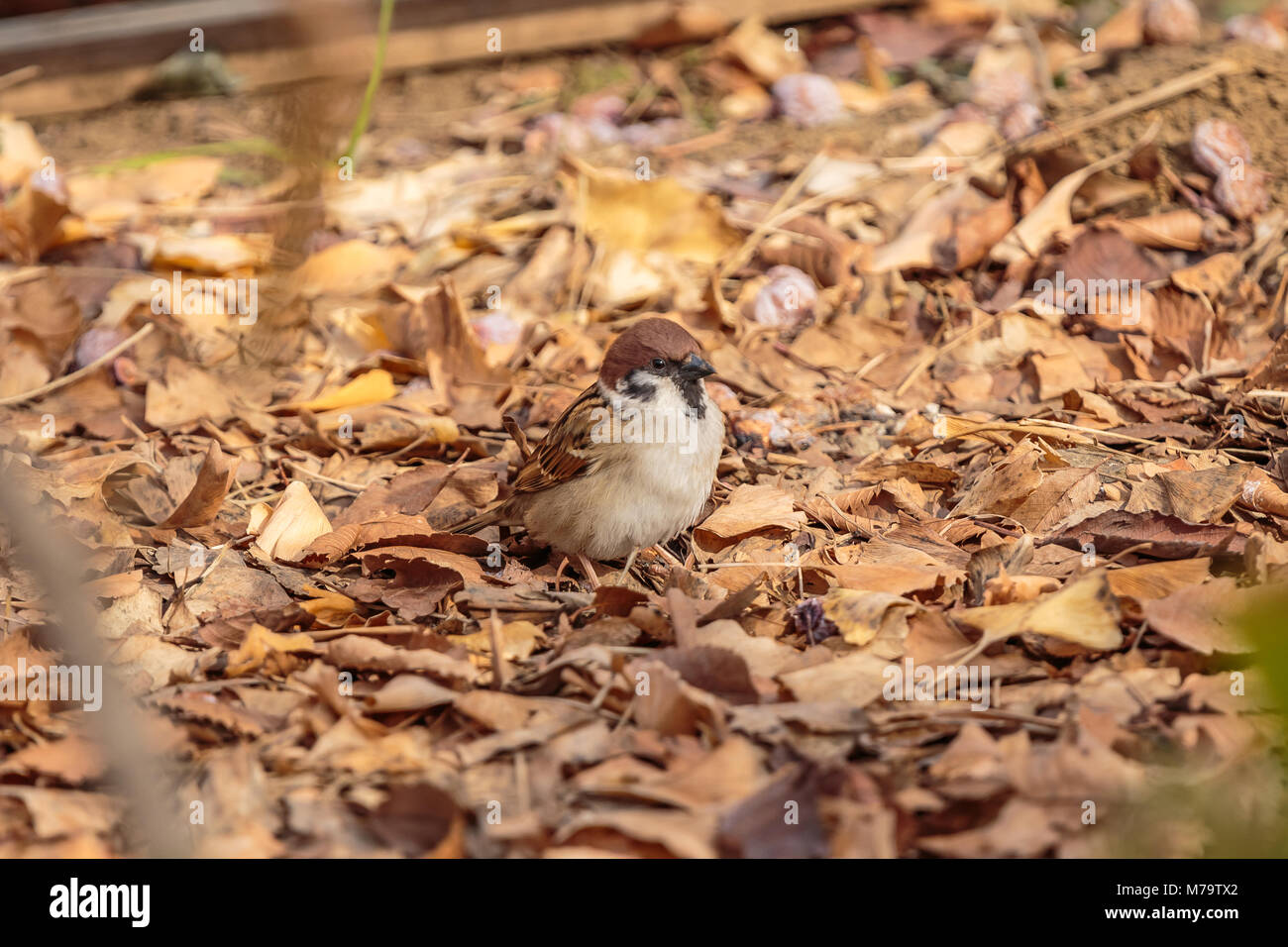 Un piccolo passero luppolo lungo la caduta foglie alla fine del lungo inverno. Girato in un parco di Shinjuku, Giappone Foto Stock