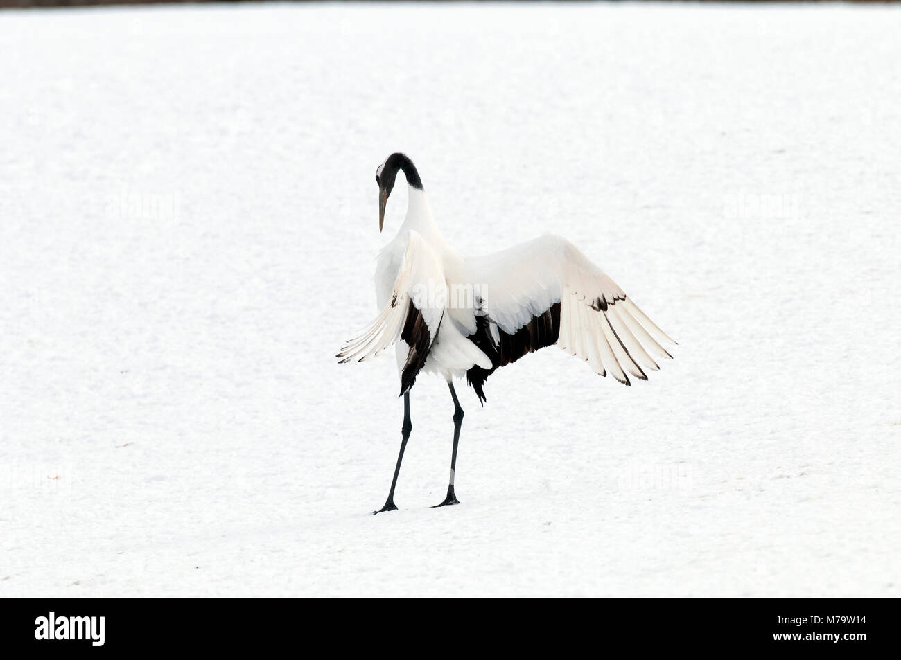 Gru giapponese, rosso-crowned crane (Grus japonensis) dancing, Giappone Foto Stock