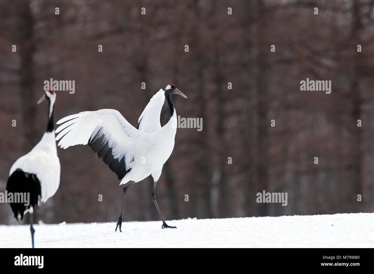 Gru giapponese, rosso-crowned crane (Grus japonensis), Giappone Foto Stock