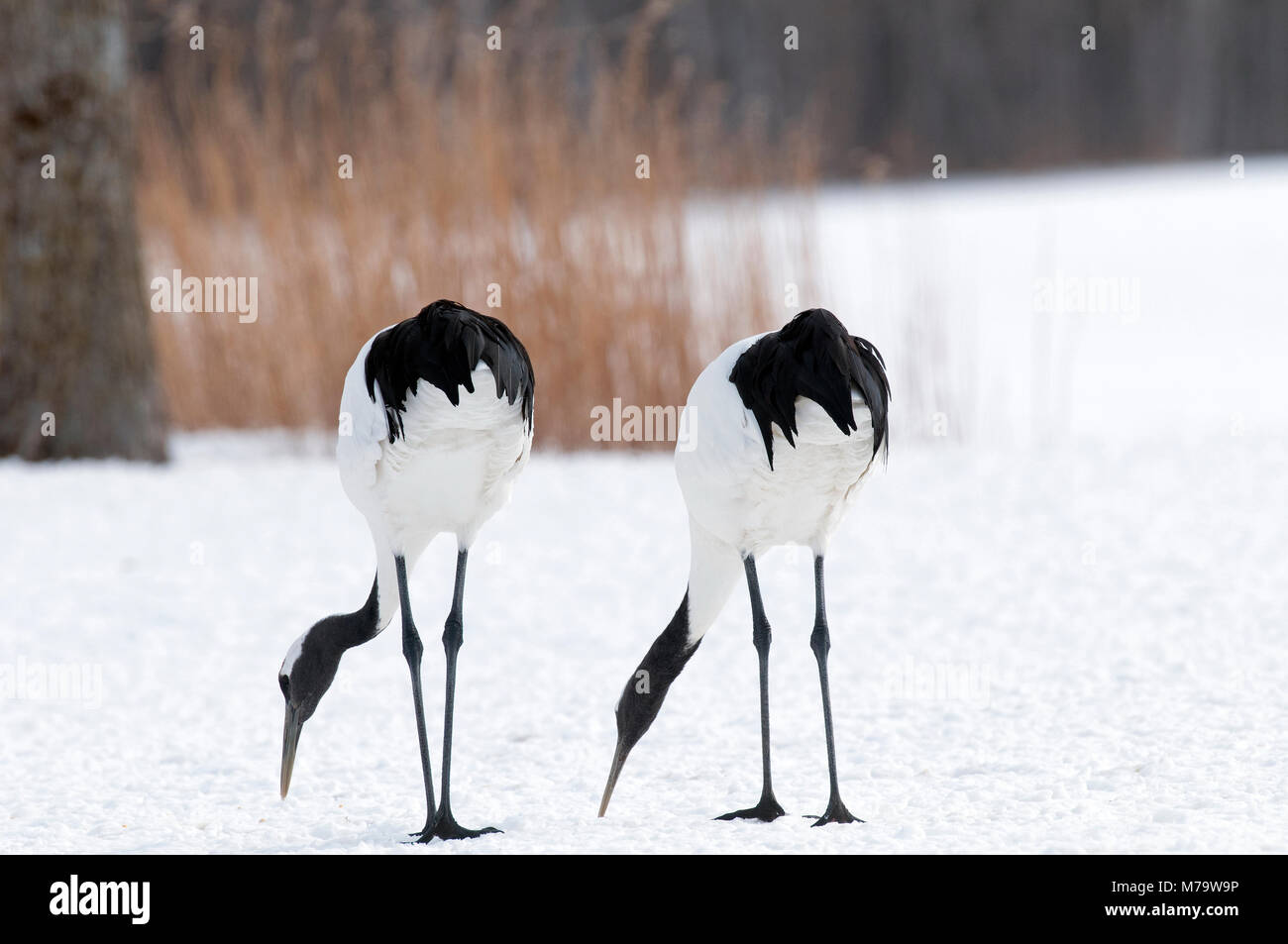 Gru giapponese, rosso-crowned crane (Grus japonensis) giovane, Giappone Foto Stock