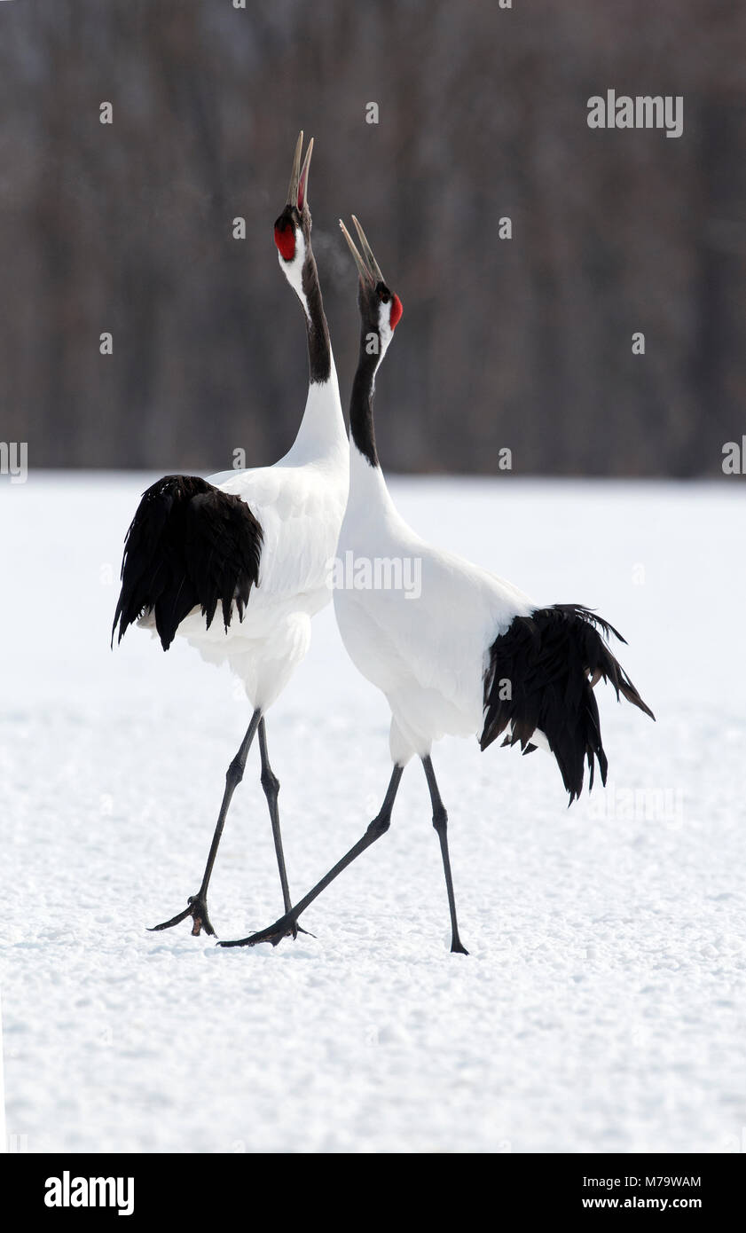 Gru giapponese, rosso-crowned crane (Grus japonensis) giovane danzando e cantando, Giappone Foto Stock