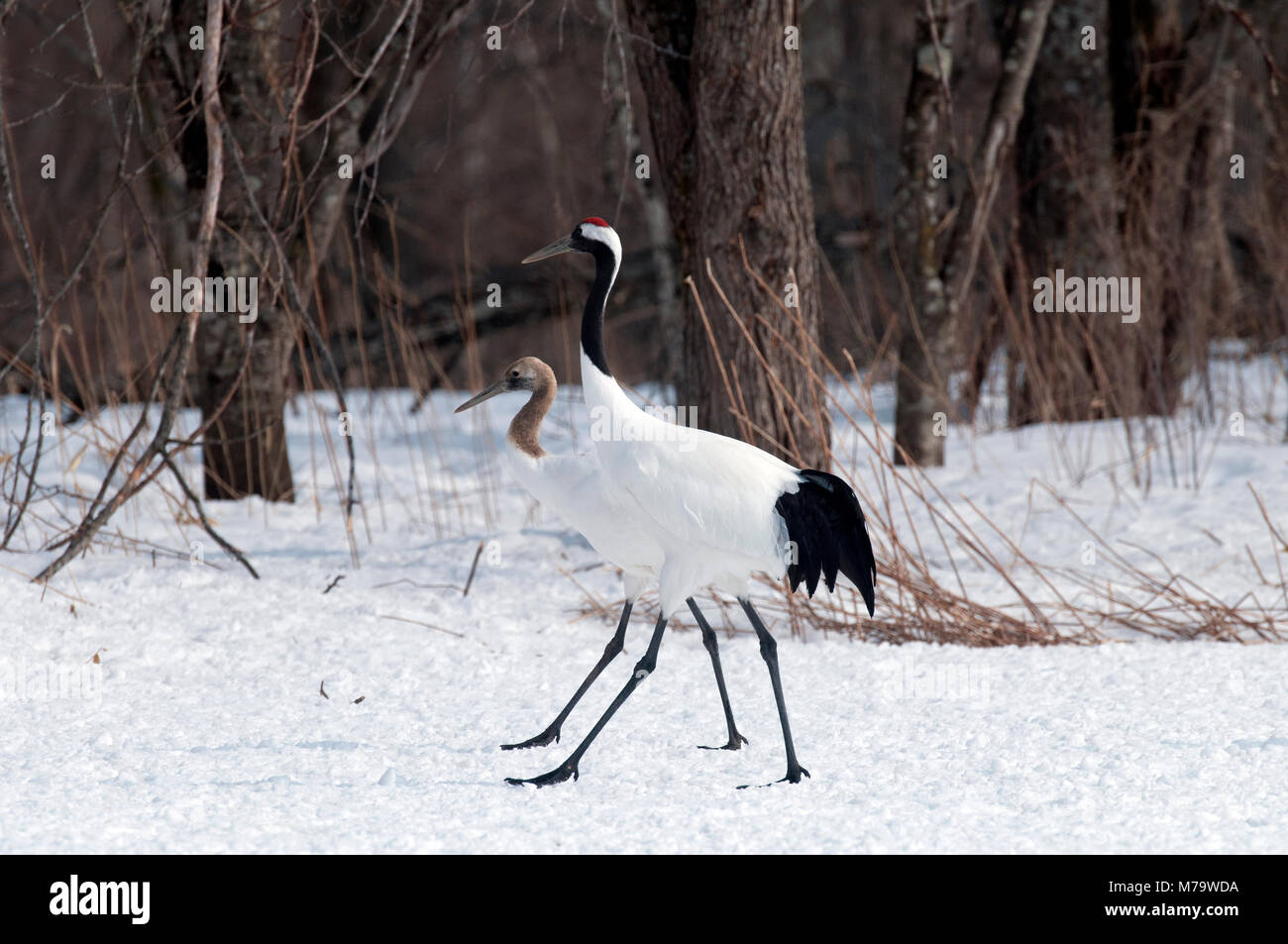 Gru giapponese, rosso-crowned crane (Grus japonensis) per adulti e giovani, Giappone Foto Stock