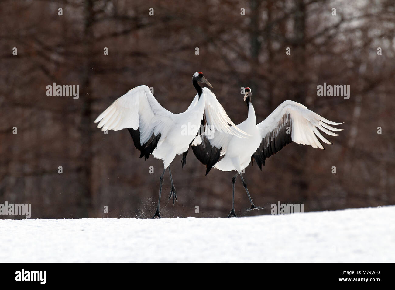 Gru giapponese, rosso-crowned crane (Grus japonensis) coppia danzante, Giappone Foto Stock