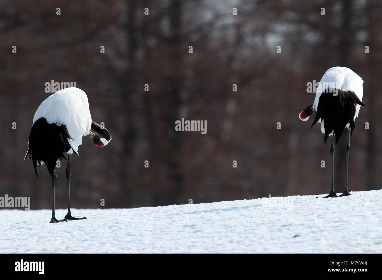 Gru giapponese, rosso-crowned crane (Grus japonensis) giovane wc, Giappone Foto Stock