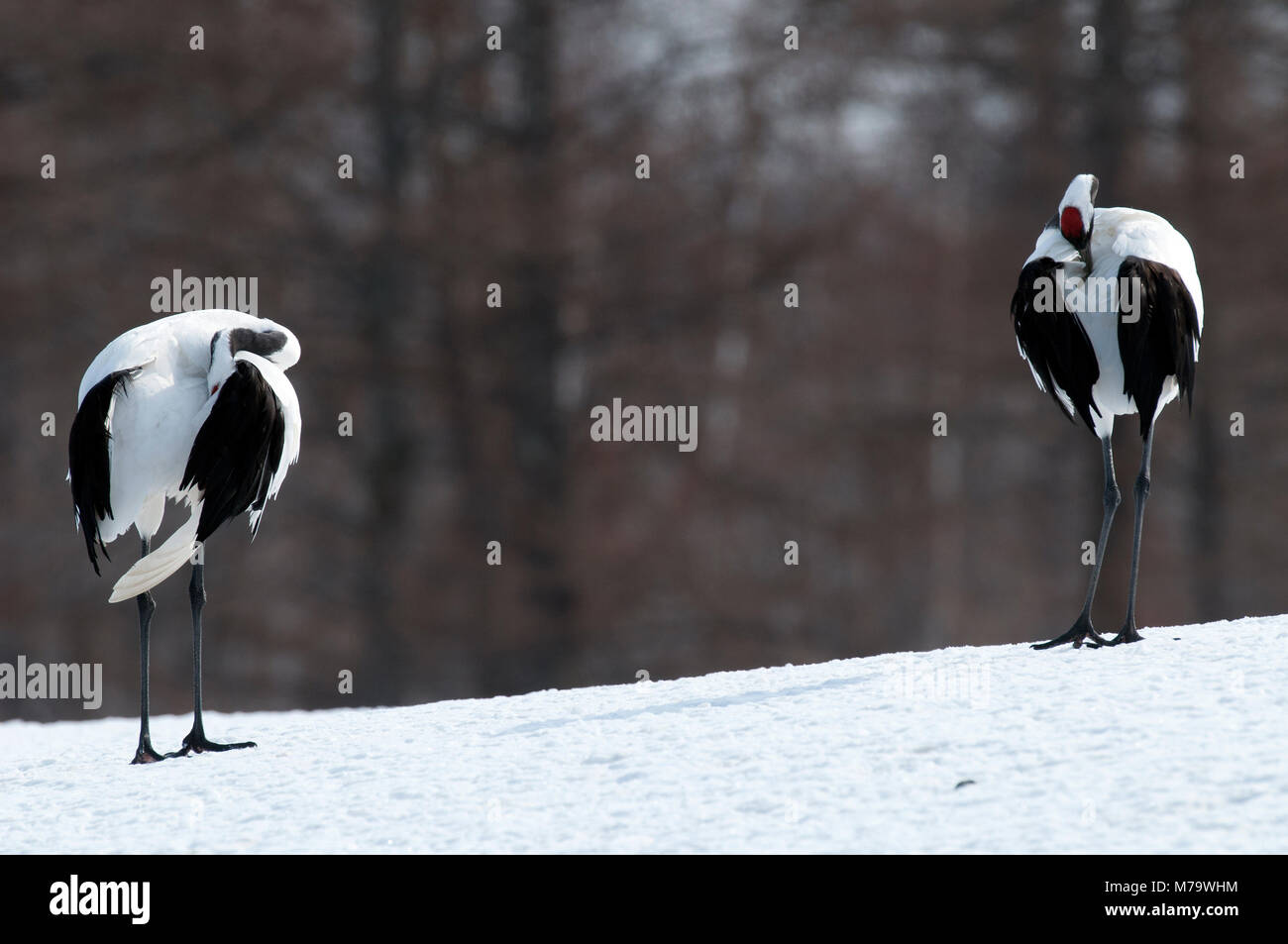 Gru giapponese, rosso-crowned crane (Grus japonensis) giovane wc, Giappone Foto Stock