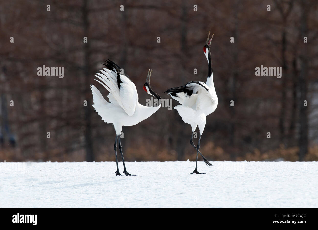 Gru giapponese, rosso-crowned crane (Grus japonensis) giovane danzando e cantando, Giappone Foto Stock
