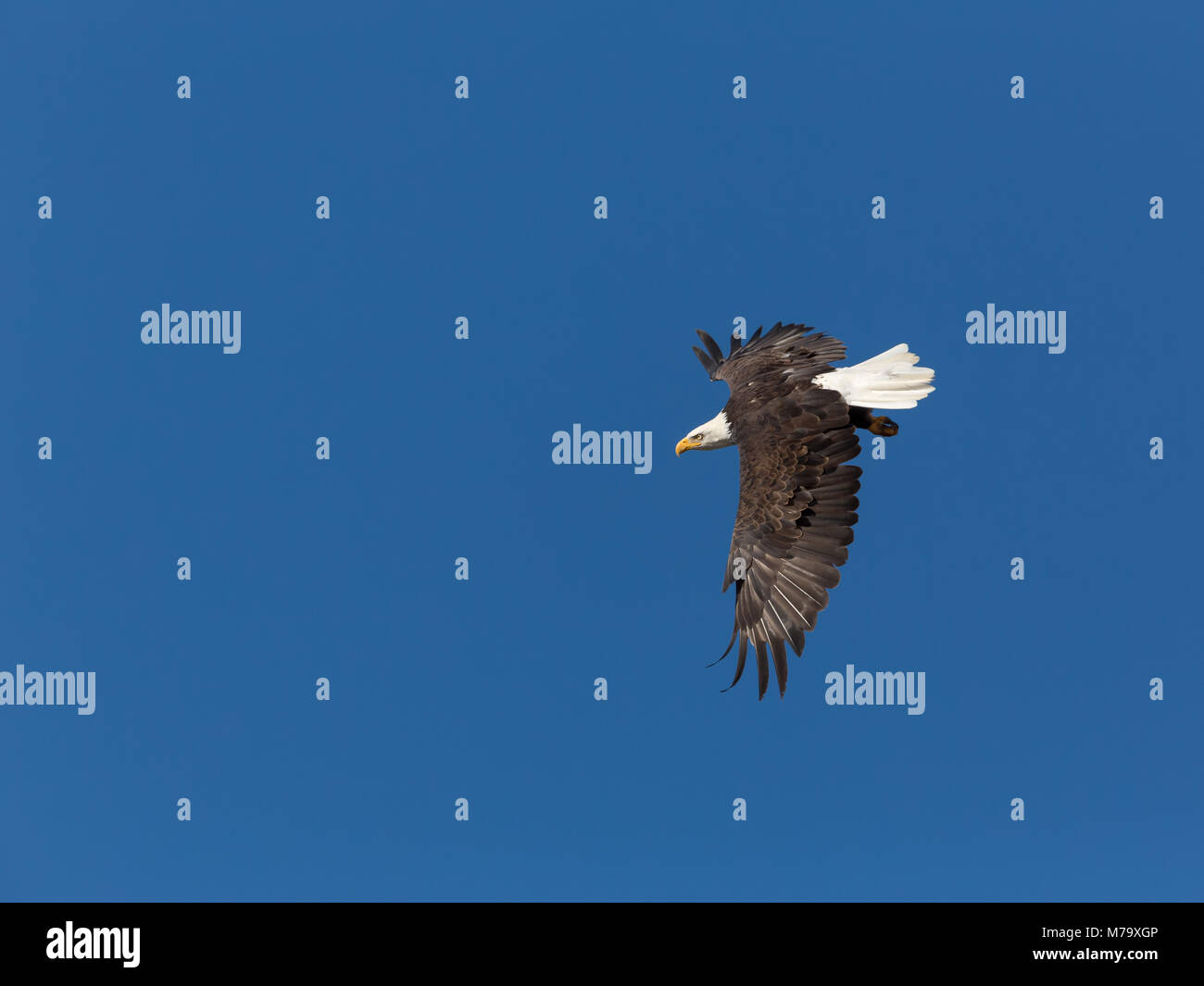 Coppia aquila calva volare nel cielo blu Foto Stock