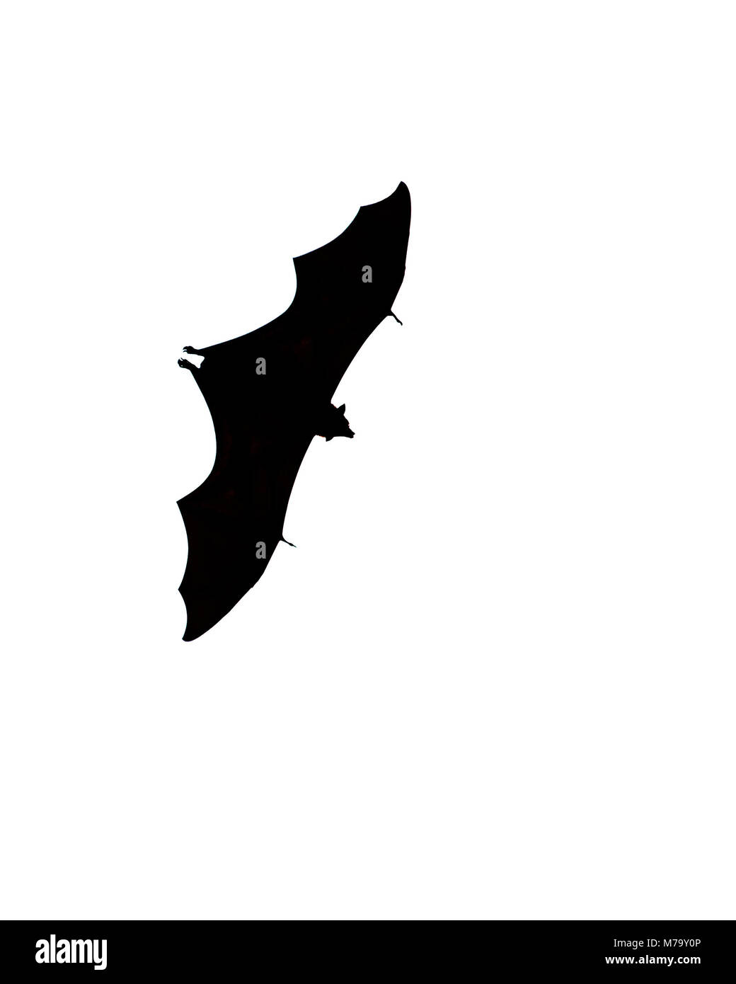 BAT che sorvola il Parco Nazionale di Tanjung Puting in Borneo, nella provincia centrale di Kalimantan, Indonesia. La silhouette è isolata su sfondo bianco Foto Stock