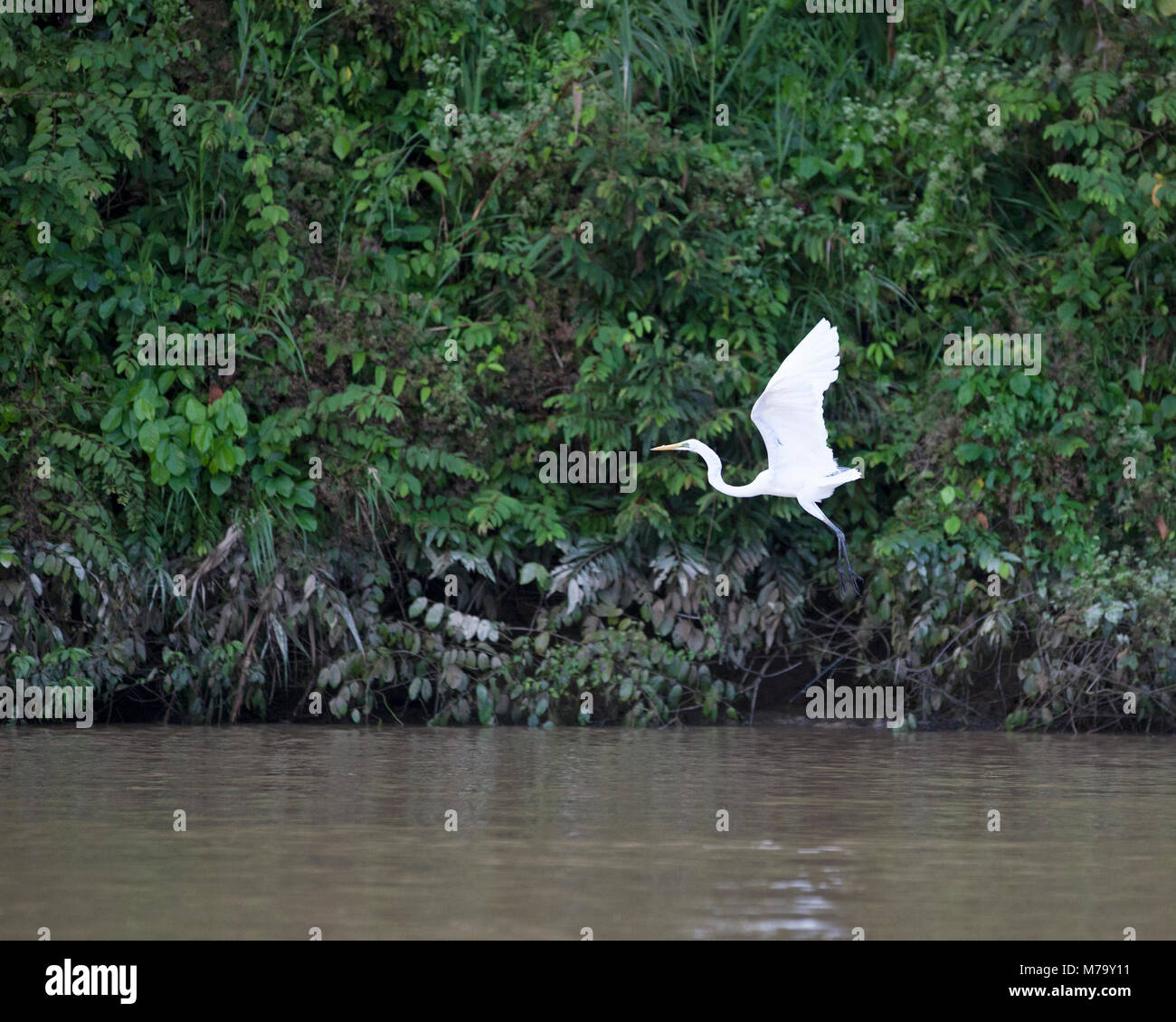 Grande Egret (Ardea alba) che vola lungo il basso fiume Kinabatangan, una foresta fluviale biodiversificata a Sabah, Borneo malese Foto Stock