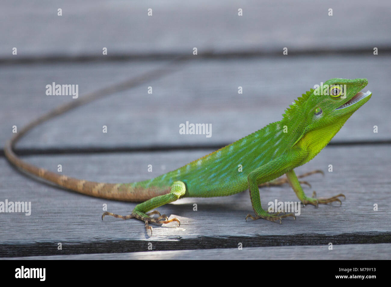Green Crested Lizard (Bronchocela cristatella) sul lungomare al Borneo Rainforest Lodge a Sabah Foto Stock