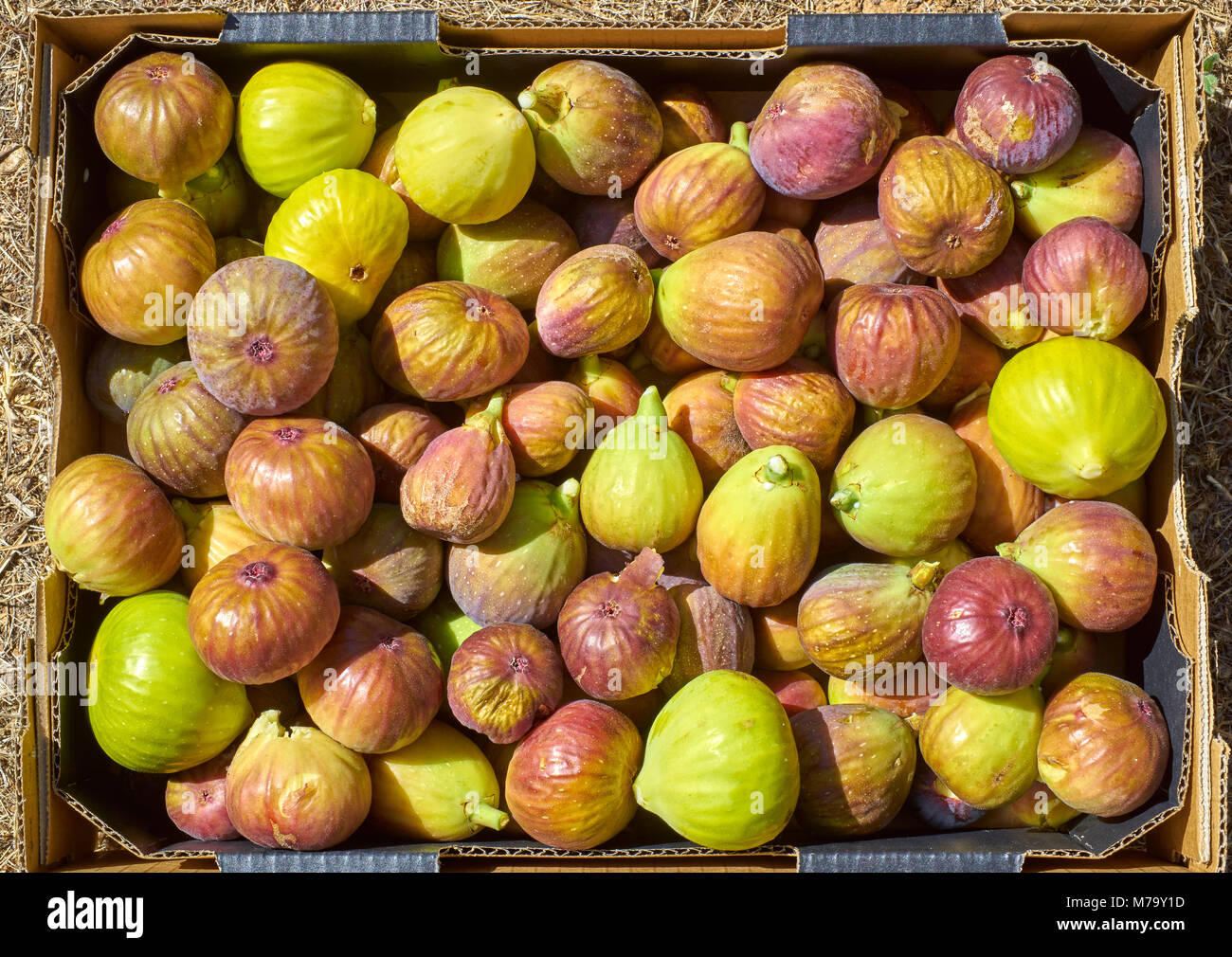 Fichi freschi raccolti in una scatola in una fattoria. Adelaide, Australia del Sud. Foto Stock