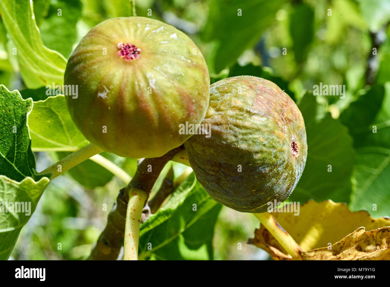 Freschi fichi maturi su un albero, Adelaide, Australia del Sud. Foto Stock