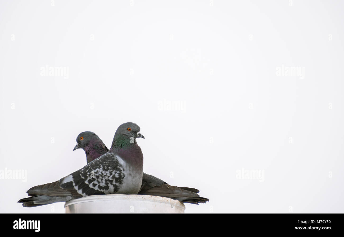 Due in bianco e nero di piccioni rivolti in direzioni opposte in un tetto alto Foto Stock