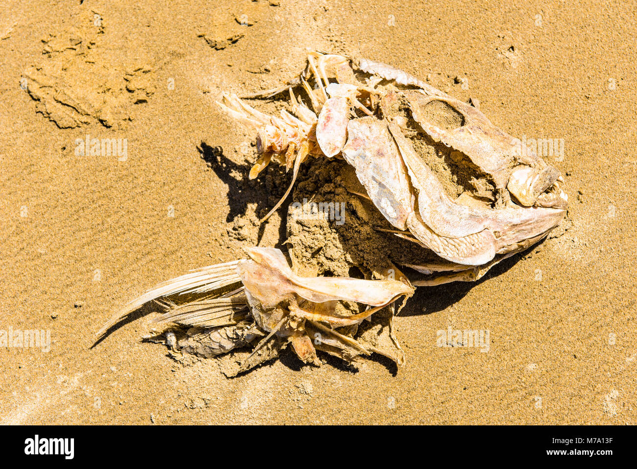 Resti di pesci di grandi dimensioni su Ninety Mile Beach, Isola del nord, Nuova Zelanda Foto Stock