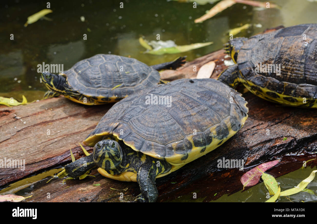 Vista di tartarughe seduto su un registro nell'acqua. Foto Stock