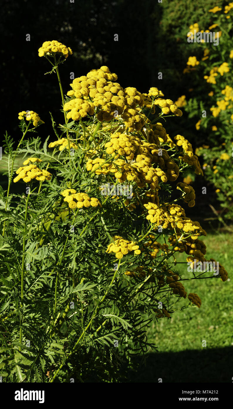 Tansy comune (Tanacetum vulgare o crisantemo vulgare) in fiore. Foto Stock